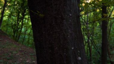 Orman ayrıntı ile ve meşe ağaçları