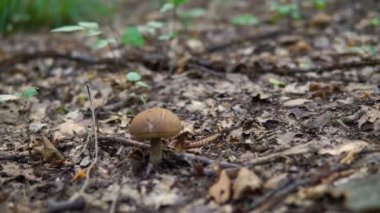 Mantar ormandaki kahverengi, çekim dolly kadar yakın.