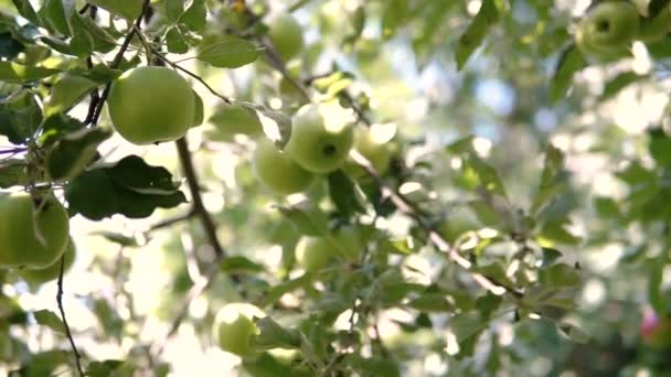 Unga Apple Trädet Moget Äpple Ett Träd Apple Träd Saftigt — Stockvideo