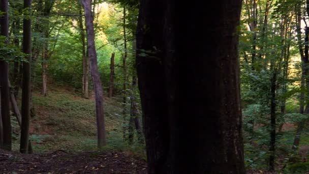 Détail Forêt Avec Chênes — Video