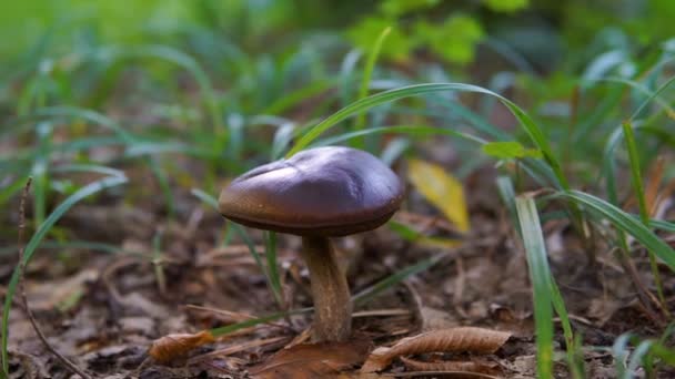 Brown Mushroom Forest Close Dolly Shot — Stock Video