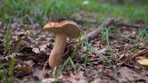 Brown Mushroom Forest Close Dolly Shot — Stock Video