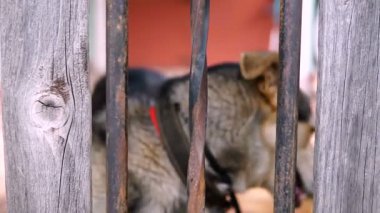 Barlar görünüyor sonra kamera köpek