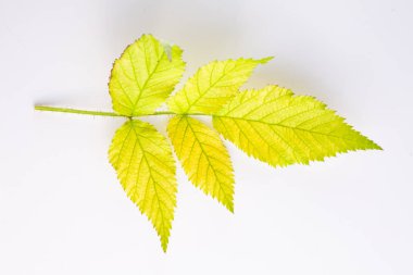 Beyaz güzel sonbahar yaprağı