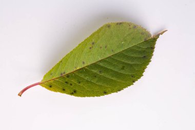 Beyaz güzel sonbahar yaprağı