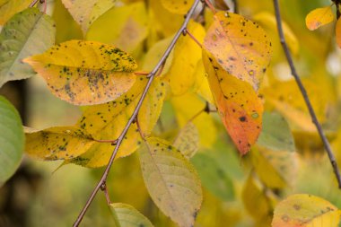Kırmızı ve turuncu sonbahar yaprakları