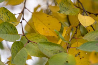 Kırmızı ve turuncu sonbahar yaprakları
