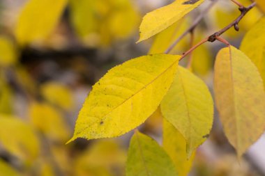 Kırmızı ve turuncu sonbahar yaprakları