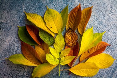 Bir arka plan üzerinde sonbahar yaprakları