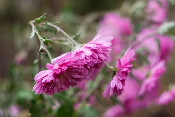 Violet aster wildflowers — Stock Photo, Image