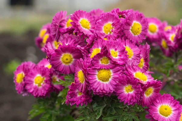 Violet aster wildflowers — Stock Photo, Image