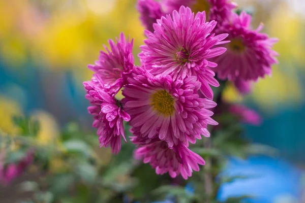 Violeta aster flores silvestres — Fotografia de Stock