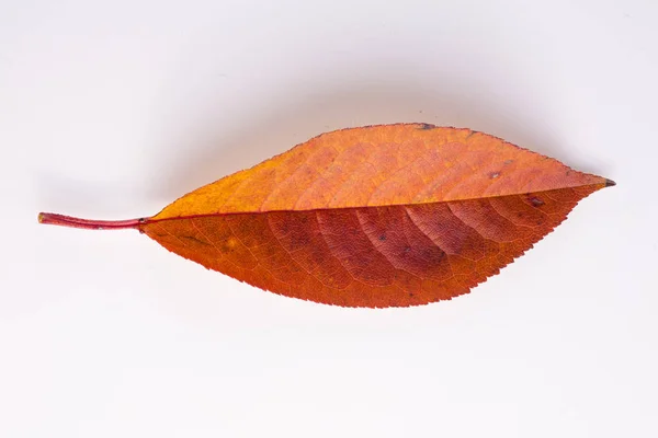 白の美しい秋の紅葉 — ストック写真