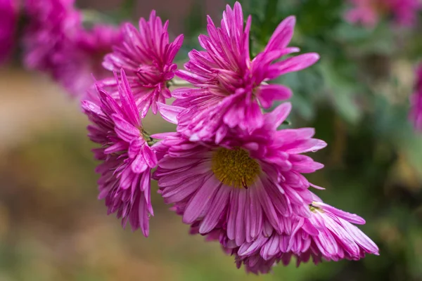 Menekşe aster kır çiçekleri — Stok fotoğraf