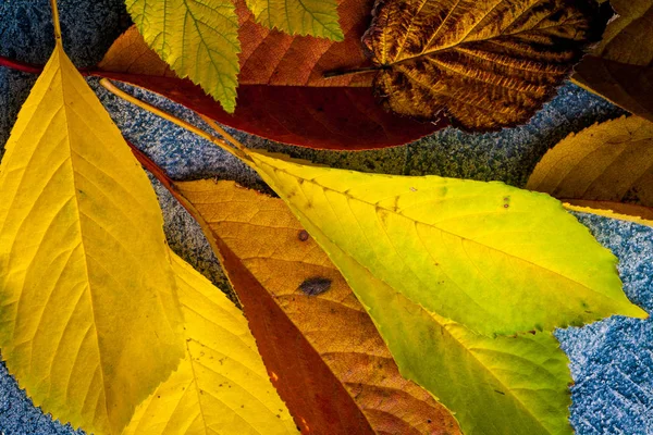Foglie di autunno su uno sfondo — Foto Stock