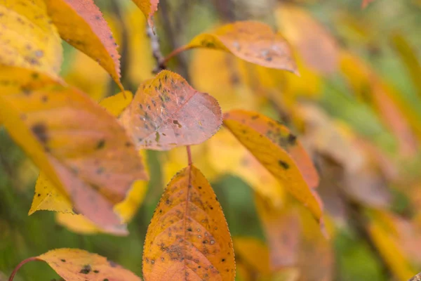 Красные и оранжевые осенние листья — стоковое фото