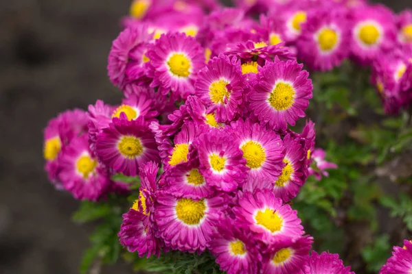 Violet aster wildflowers — Stock Photo, Image