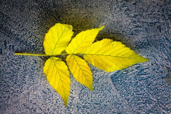 Foglie di autunno su uno sfondo — Foto Stock