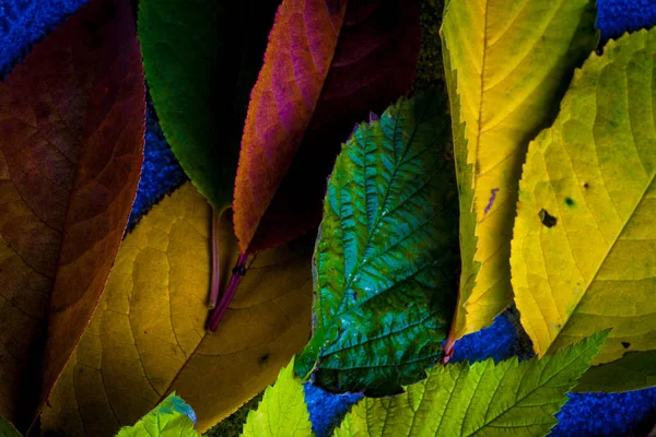 Foglie di autunno su uno sfondo — Foto Stock