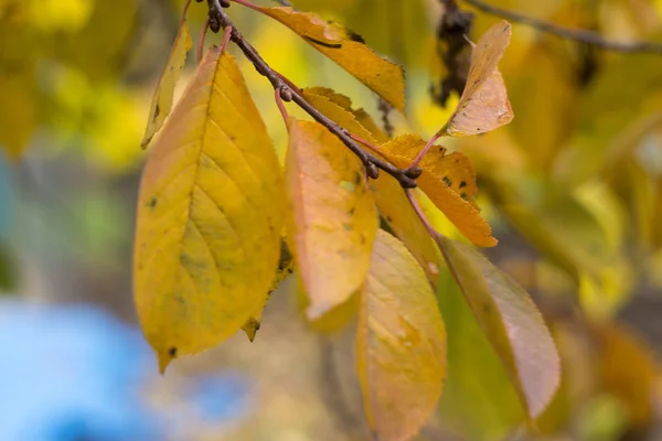 Röda och orange höstlöv — Stockfoto