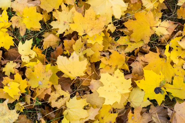 Foglie d'autunno rosse e arancioni — Foto Stock