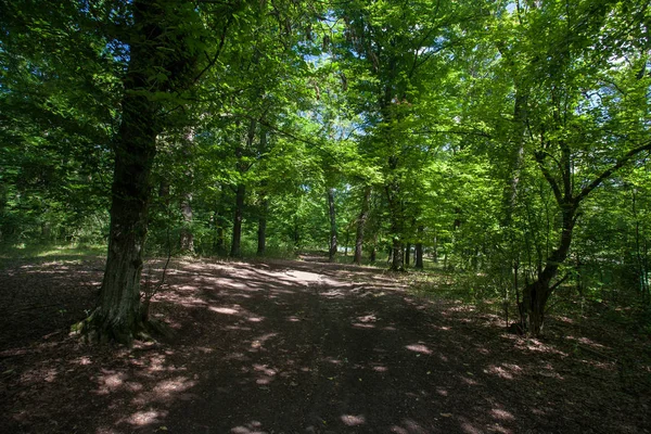 Bela floresta verde — Fotografia de Stock