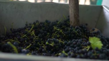 Vintner, üzümler üzerinde el yapımı ezici kullanıyor. Geleneksel zanaatkar şarap..