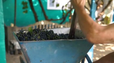 Vintner, üzümler üzerinde el yapımı ezici kullanıyor. Geleneksel zanaatkar şarap..