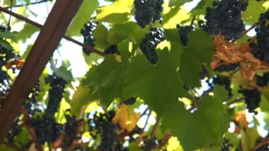 Olgun üzüm üzüm. Üzüm bağ günbatımı. Beyaz şarap yapmak için üzüm Olgun üzüm.