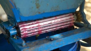 Vintner, üzümler üzerinde el yapımı ezici kullanıyor. Geleneksel zanaatkar şarap..