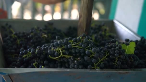 Vintner Met Handmatige Vintage Breker Druiven Traditionele Ambachtelijke Wijn — Stockvideo