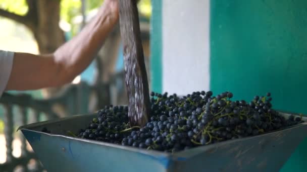 Винтнер Использованием Ручной Винтажной Дробилки Виноград Традиционное Ремесленное Вино — стоковое видео