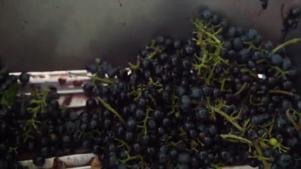 Vintner Menggunakan Penghancur Vintage Manual Pada Anggur Anggur Artisanal Tradisional — Stok Video