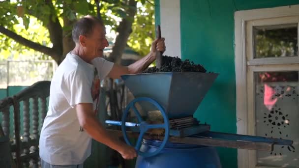 Vintner Met Handmatige Vintage Breker Druiven Traditionele Ambachtelijke Wijn — Stockvideo