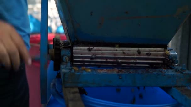 Vintner using manual vintage crusher on grapes — Stock Video