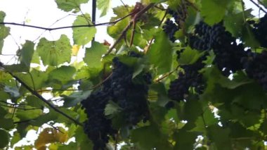 Ağır olgun koyu mor asma üzüm üzüm çiftlik, yeşil ve kırmızı yaprakları, satırdaki büyüyen bloom ile demetleri. Chooting gimbal.