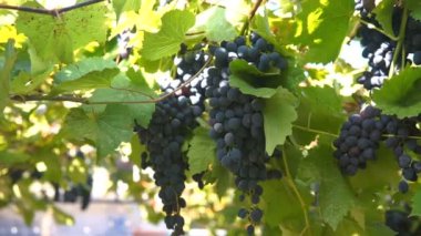 Ağır olgun koyu mor asma üzüm üzüm çiftlik, yeşil ve kırmızı yaprakları, satırdaki büyüyen bloom ile demetleri. Chooting gimbal.