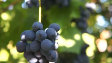 Ağır olgun koyu mor asma üzüm üzüm çiftlik, yeşil ve kırmızı yaprakları, satırdaki büyüyen bloom ile demetleri. Chooting gimbal.