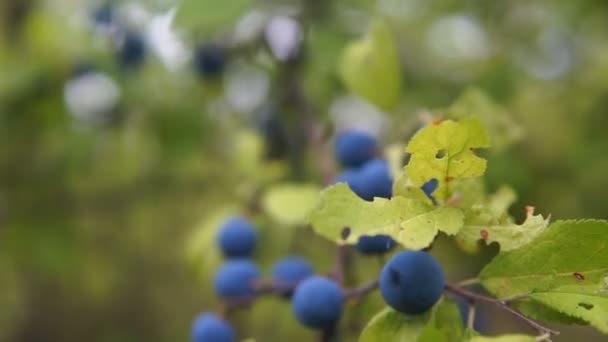 Zarte Frische Schlehen Beeren Auf Dem Teller Herbst Gimbal Chooting — Stockvideo