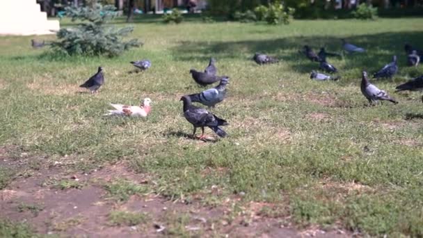 Familie Füttert Taubenscharen Auf Dem Stadtplatz 1080I Steadi Schießen — Stockvideo