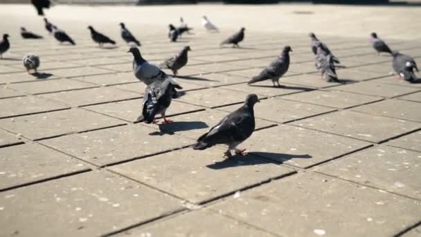 Family Feeding Flock Pigeons Town Square 1080I Steadi Shoot — Stock Video