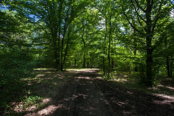 Prachtige groene woud — Stockfoto