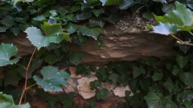 Yeşil kapı. Ahşap doku. Eski ahşap kapılar. Steadicam atış.