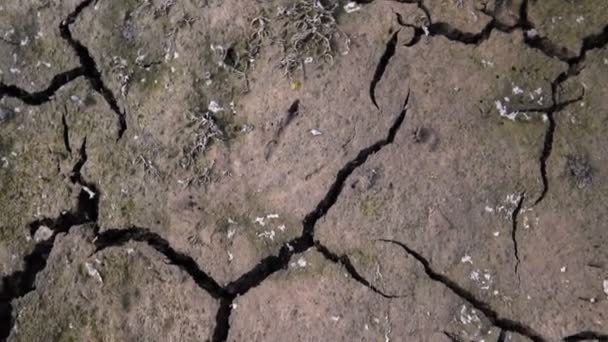 干ばつに襲われた土地 干ばつ ステディカム撮影のためひびの入った土 — ストック動画