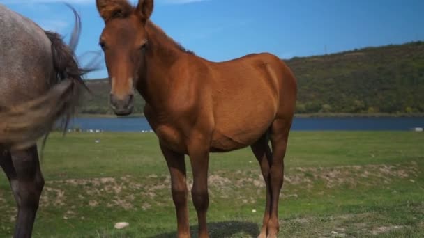 Twee Wilde Paarden Staan Rustig Vlakten Lopen Twee Meer Langs — Stockvideo