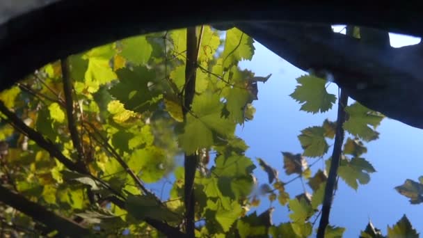 秋天的倒影在水秋叶中落下 背景的自然宁静的反射率 桶里水中树叶的倒影 — 图库视频影像