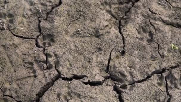 Drought Stricken Lands Soil Cracked Due Drought Steadicam Shot — Stock Video