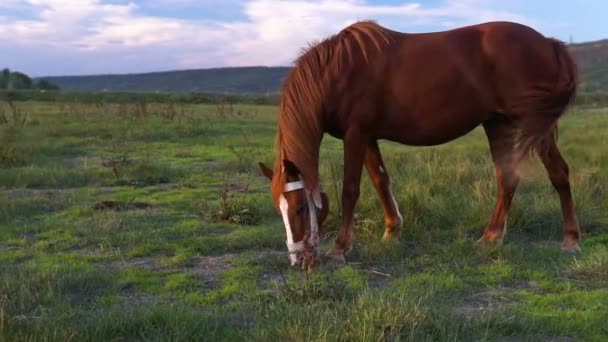 Hnědý Kůň Jíst Trávu Chůzi Venkovské Oblasti Krásné Koně Pasoucí — Stock video