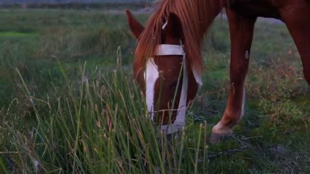 茶色の馬が草を食べると農村フィールドで歩いています 美しい風景の馬牧場で放牧 — ストック動画