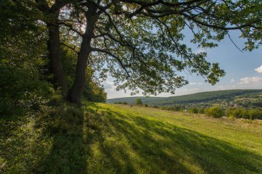 alan, büyük ağaç, Güneş ve mavi gökyüzü, yaz manzara